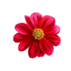 Flor
