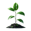 Nascer - Planta